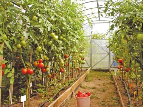 “Bizimkilər ya pomidor əkir, ya da xiyar” - İstixanalarla bağlı maraqlı TƏKLİFLƏR