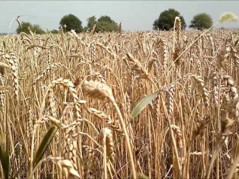 22 rayonda taxıl biçini tam başa çatıb, 33 rayonda isə...