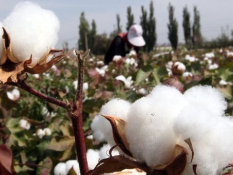 Bu il pambıqçılıqda nələr gözlənilir? - Nazirlikdən AÇIQLAMA 