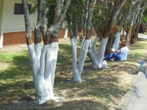 Ağacların ağardılması – Sovetdən qalma ənənə ya faydalı zərurət?