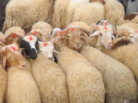 Qurban bayramında Bakıya 30 min baş heyvan gətiriləcək   
