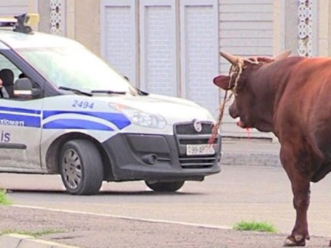 Bakıda “meydan sulayan” öküzün sahibini hansı cəza gözləyir? - VİDEO  