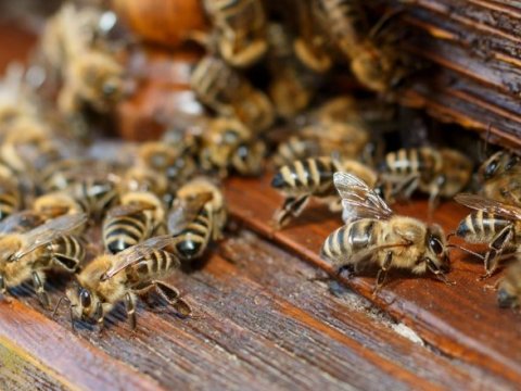 4 ayda 500 milyon arı ölüb - MÜƏMMA