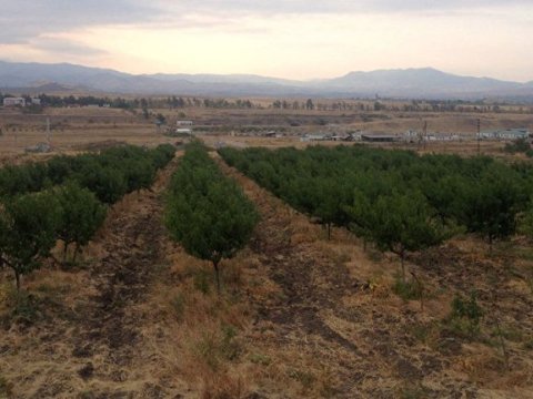 Ermənilər Xocalıda meyvə bağları saldı - FOTO