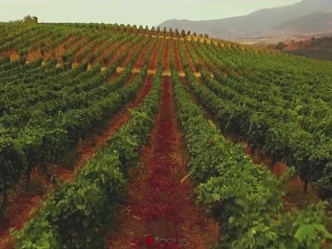Ermənilərin Qarabağda saldığı yeni üzümlük – FOTO