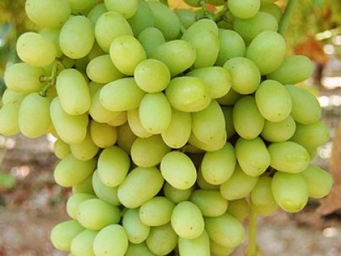 “Bu il Azərbaycanda üzüm ötənilkindən baha olacaq” - RƏSMİ