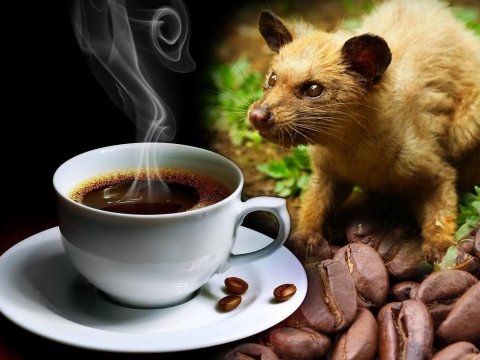 Dünyanın ən bahalı qəhvəsi – Kilosu 1000 dollar