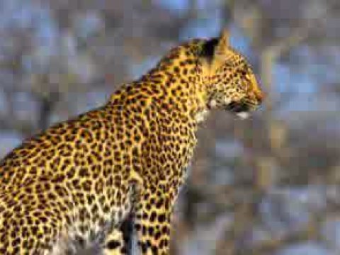 Azərbaycanda nəsli tükənməkdə olan nadir heyvanlar - ADLAR 