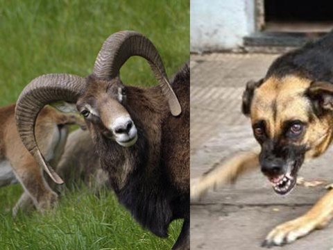 Yerevan zooparkında itlər kenquru və dağ keçilərini parçaladı