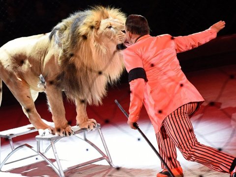 Ölkədə sirk və zooparkların bağlanılması təklif olundu - ŞOK VİDEO