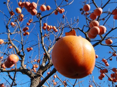 Ən çox ixrac olunan kənd təsərrüfatı məhsullarımız