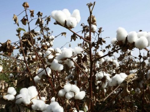 Pambıq yığımında artım var - Nazirlik