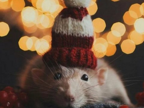 Siçan ilində doğulan məşhurlar - SİYAHI