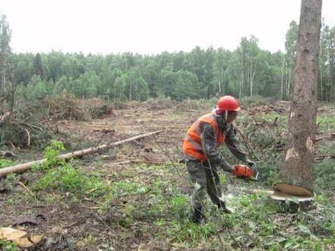 Gündə bir qərar verirlər, ağacları qırmaq olmaz - Ekoloqdan ETİRAZ