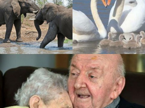 Xiffətdən ölənlər: Fillər, Qu quşları və yaşlı insanlar...