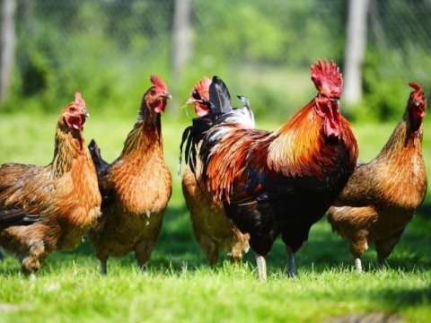 Polşadan Azərbaycana diri quş və quş məhsullarının idxalına QADAĞA