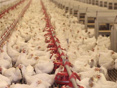 Azərbaycan bu ölkələrdən quş ətinin idxalına qadağa qoydu - RƏSMİ