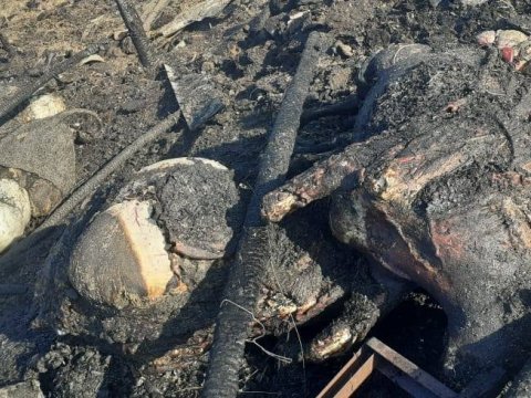 Laçınlı məcburi köçkünün 20 inəyi yanıb - FOTO