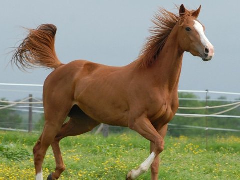 Ermənilər Qarabağ atlarını da özününküləşdirir – XİN  ARAŞDIRACAQ