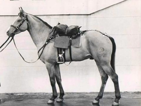 Xruşovla kraliçanı dost edən Qarabağ atları – Onların qiyməti 50-100 mindən başlayır