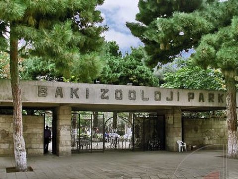 Bakı zooparkı yeni görkəmdə - macəra körpüsü, heyvanlar təbiətdə...