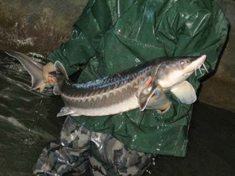 Nərə balığı ehtiyatı təhlükə altında - Xəzərdə 10 dəfə azalıb