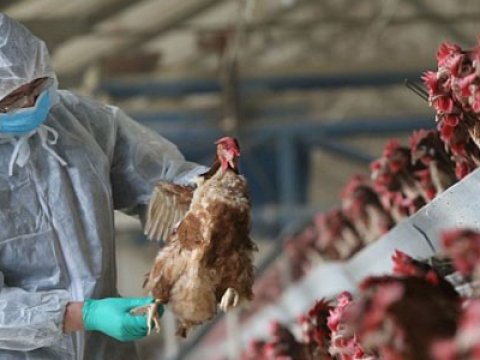 Quş ətinin qadağasına aydınlıq gətirildi: Quş qripi riski var