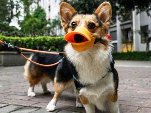 Heyvanlar koronavirusa yoluxa bilər?