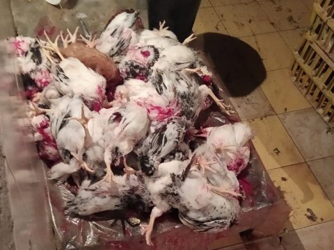 Gəncədə antisanitar şəraitdə fəaliyyət göstərən quş kəsimi sexi aşkarlandı - FOTO