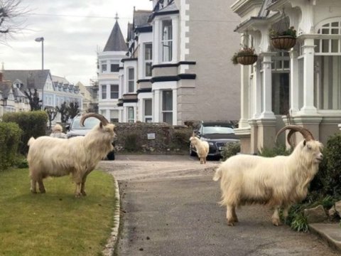 Bu şəhərdə insanlar evlərinə çəkildi, küçələrdə keçilər “ağalıq” edir