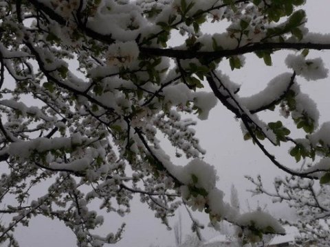 Regionlara qar yağır: “Meyvə ağaclarına ciddi ziyan dəyəcək”