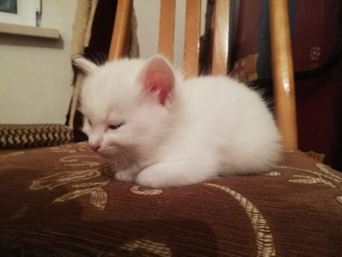 Heyvanların koronavirusa yoluxması təhlükəli vəziyyət yaratdı - “Bunu insana rahatlıqla ötürə bilərlər”