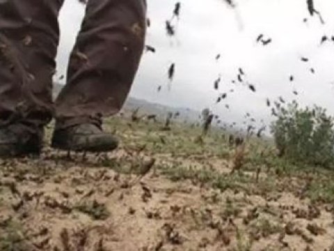 Səhra çəyirtkəsinin ölkəmizə miqrasiyaetmə ehtimalı yoxdur
