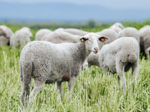 Avropadan gətirilən Laqun qoyunları kimlərə veriləcək? 