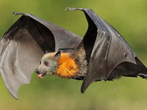 Koronavirus yarasadan ötürülüb - ÜST bəyan etdi