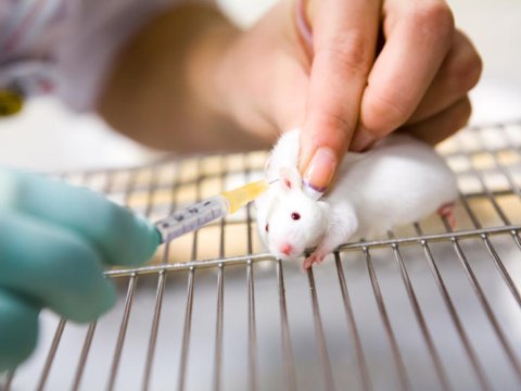 Azərbaycanda heyvanlar üzərində test aparılır? - AÇIQLAMA  