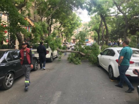 Güclü külək ağacları avtomobillərin üstünə aşırdı - FOTO