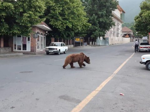 Şəki küçələrində gəzən ayı ilə bağlı açıqlama - VİDEO