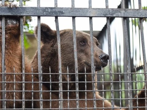 Bakı zooparkına giriş bahalaşacaq - Direktor yeni zooparkın açılışından DANIŞDI