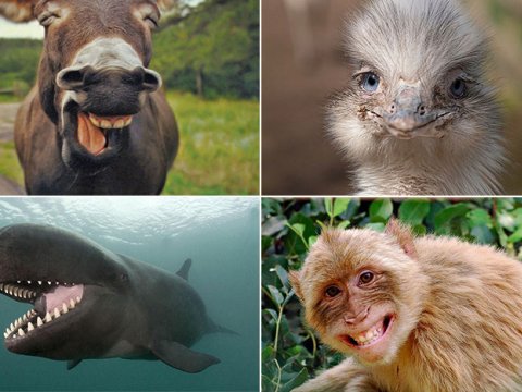 Heyvanlar da gülür - FOTOLAR