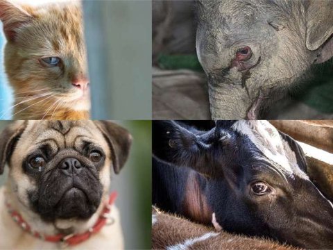 Heyvanlar da kədərlənə bilir - FOTOLAR