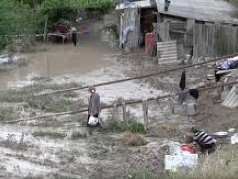 Qubada iribuynuzlu heyvanları sel aparıb