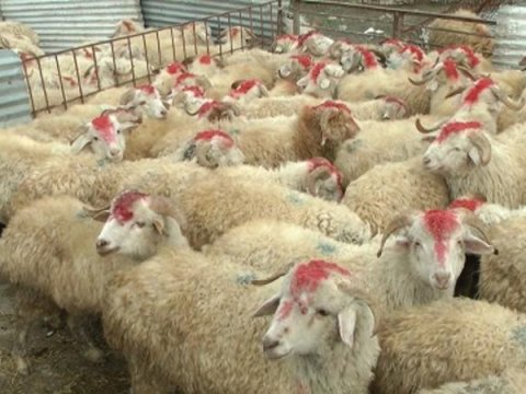 Agentlik qurbanlıq heyvan kəsimi ilə bağlı qaydaları AÇIQLADI 