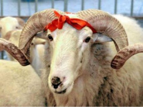 Qurban bayramında 4 gün iş olmayacaq
