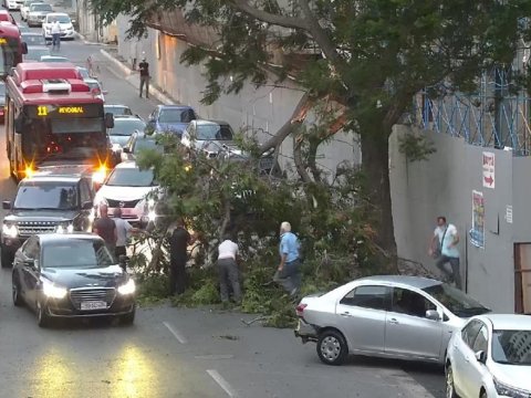 Güclü külək şəhərin mərkəzində ağacı aşırdı - TIXAC YARANDI