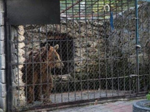 Restoranda ayı və canavar saxlayan iş adamı CƏRİMƏLƏNDİ