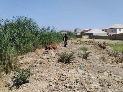 Saray qəsəbəsində əl qumbarası tapılıb