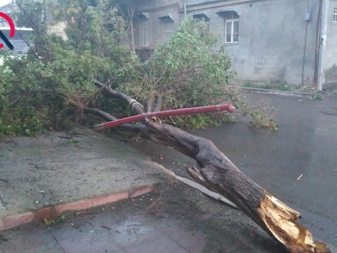 Gəncədə külək ağacları elektrik xətlərinin üzərinə aşırdı - Foto