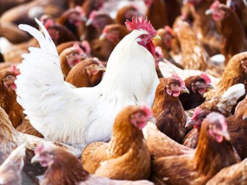 Yüksək patogenli quş qripi infeksiyası aşkarlanıb