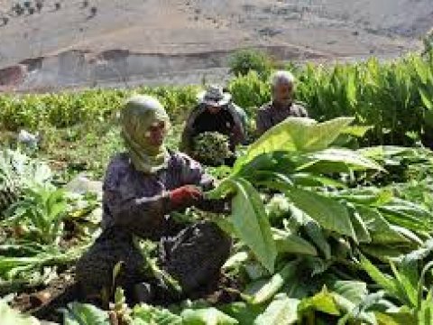 Goranboyda tütün yığımına start verildi